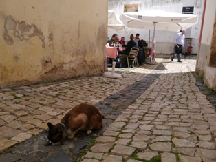 cat in Lisbon.JPG