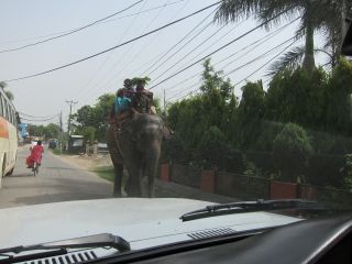 elephant.jpg