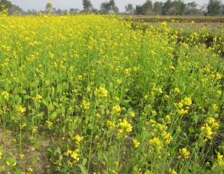 からし菜畑でつかまえて シャプラニール 市民による海外協力の会