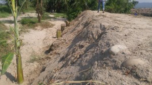 住民の生活向上を兼ねたバナナの植林