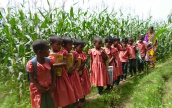 制服を着て集団登校するサンタルの子どもたち。通学路には背の高さの倍くらいのトウモロコシが育っています。
