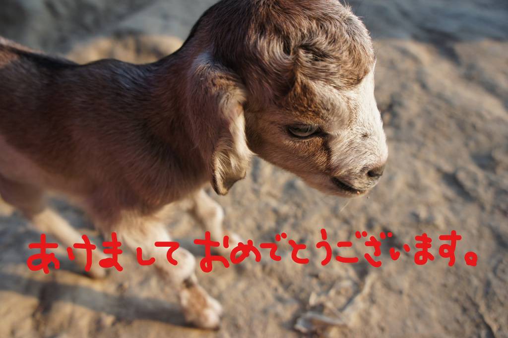 ディナジプールで出会った生まれて2日の子ヤギ。