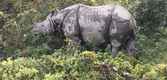 絶滅危惧種の野生のサイを発見!