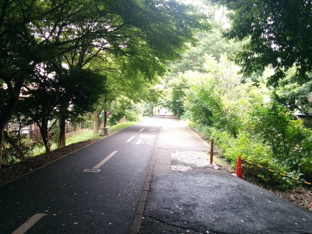 トレーニングで走っているサイクリングロード。朝は気持ちいいです。