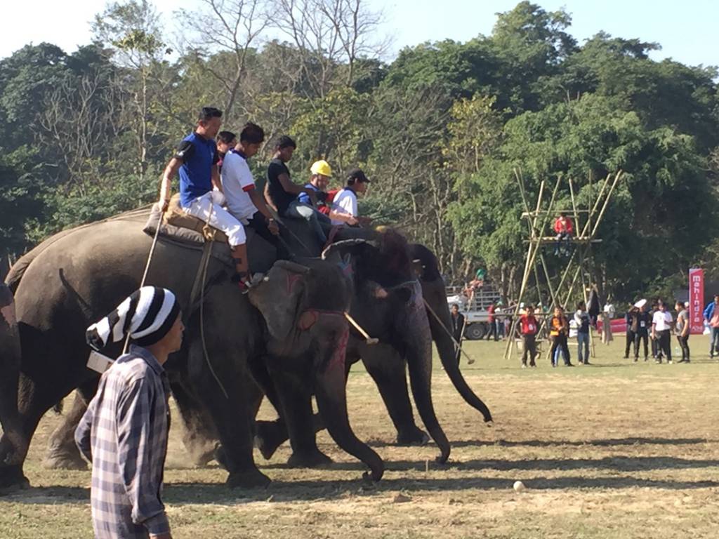 スポーツのポロで遊ぶ象
