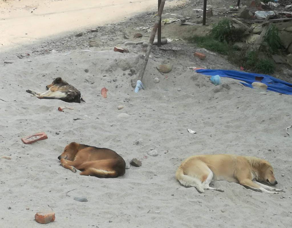 ネパールのいま フィジカルディスタンス昼寝 シャプラニール 市民による海外協力の会 ネパールのいま フィジカルディスタンス昼寝 シャプラニール 市民による海外協力の会