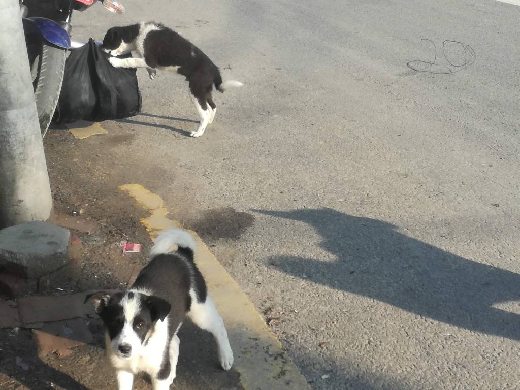 ネパールのいま 犬 Under Lockdown シャプラニール 市民による海外協力の会