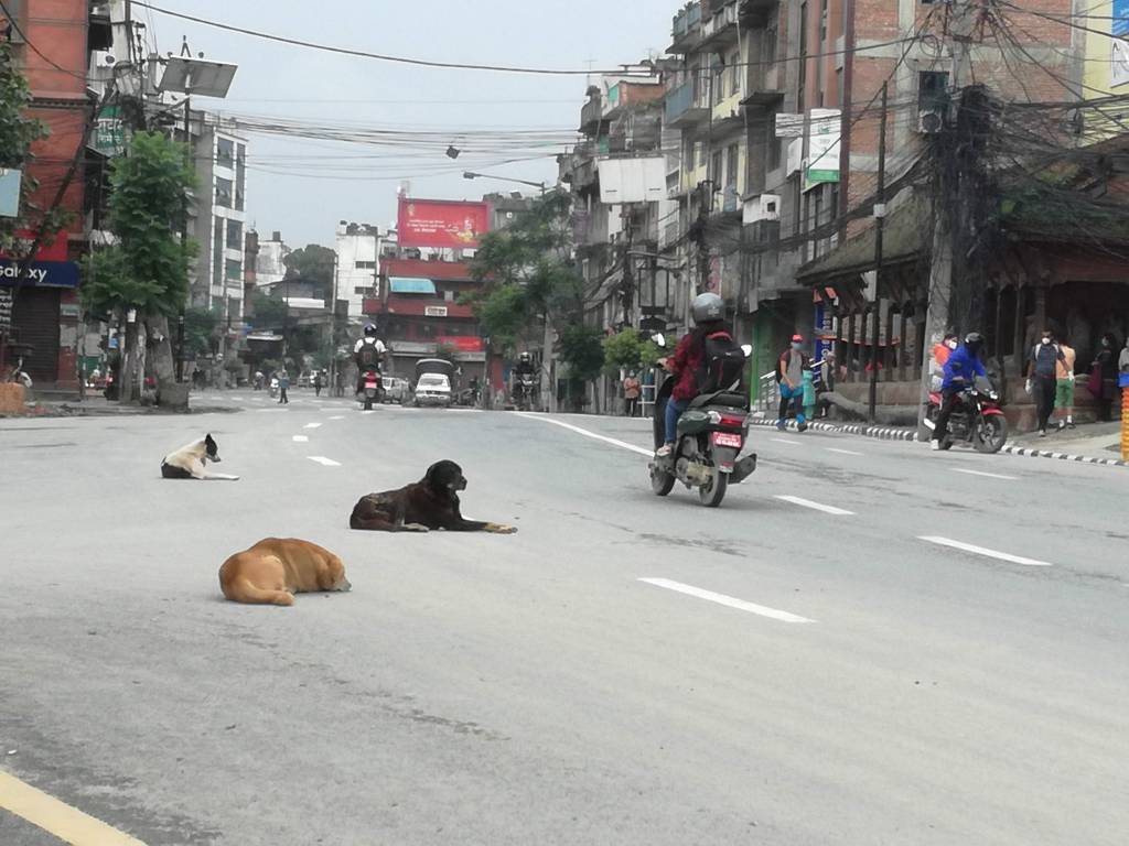 歩行者に対しては避けない車両も犬と牛なら避けるネパール