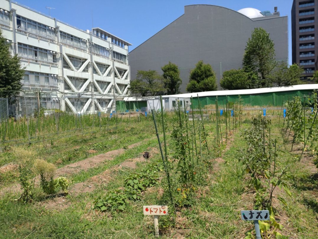 空と大地の図書館野菜